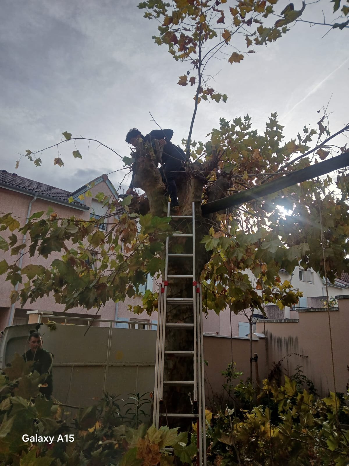 Abattage arbre - Photo 2